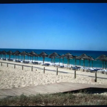 Palmeira Gale * אלבופיירה