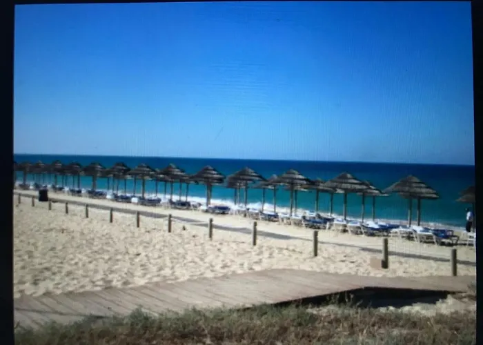 Palmeira Gale * アルブフェイラ